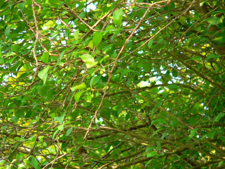 camachuelo comun en el arbol camuflado